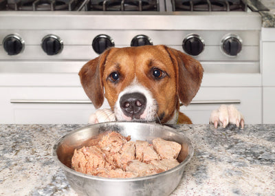 Preservative-Free Dog Food: Why It Matters and How Nativfarm Leads the Way