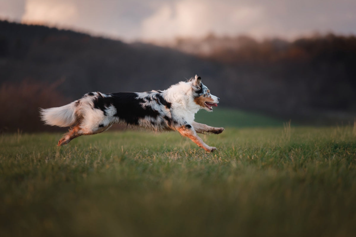 The Role of Protein in Your Pet’s Diet: Building Blocks of Health and Vitality