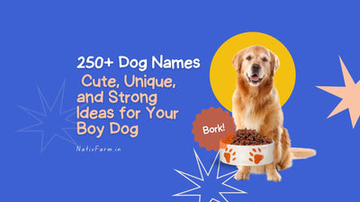 Best Dog Names Male: 250+ Cute, Unique, and Strong Ideas for Your Boy Dog