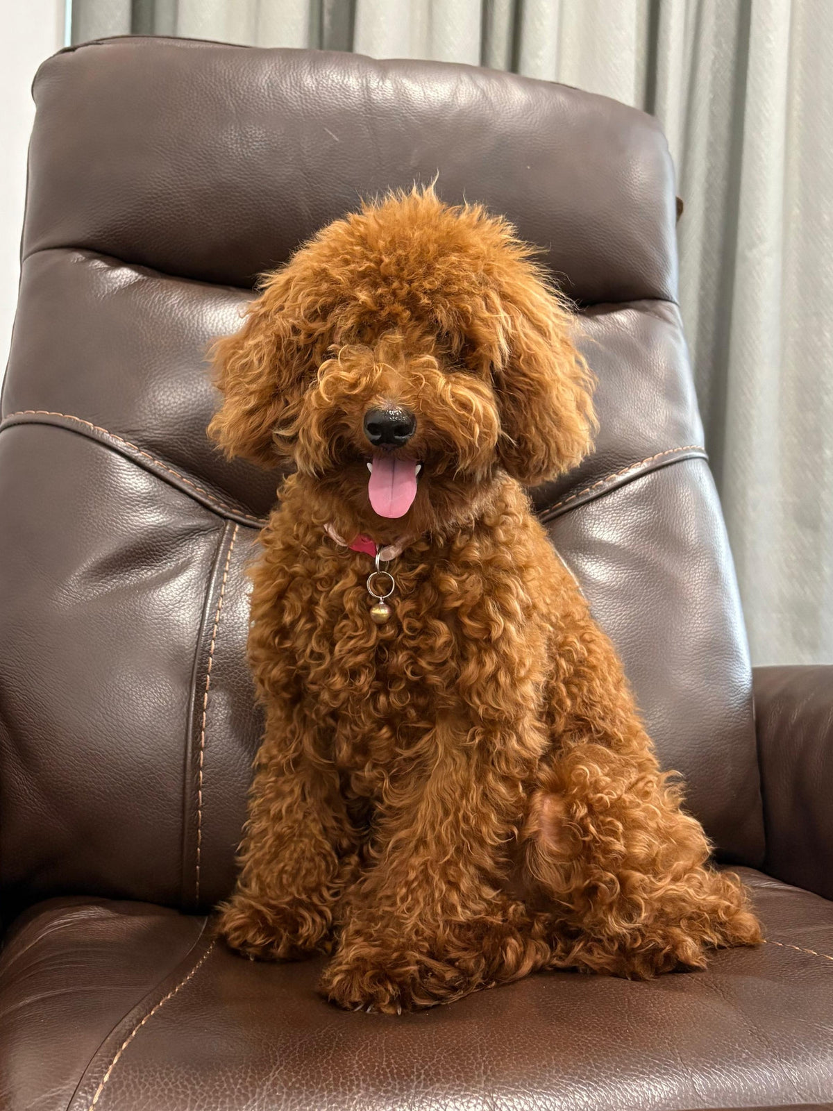 Poodle Dog Breed in India – Price, Types, Temperament & Care Guide (2025)