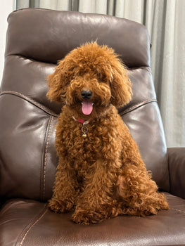 Poodle Dog Breed in India – Price, Types, Temperament & Care Guide (2025)