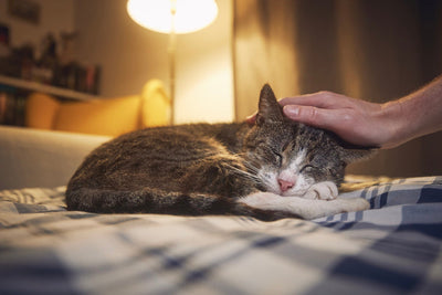 Understanding Senior Cat Nutrition: A Complete Guide for Pet Parents in India