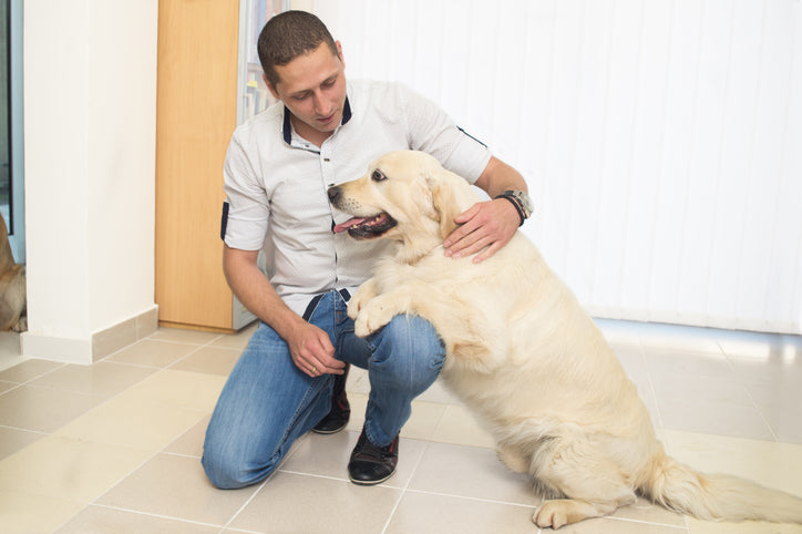 Obesity in Labrador Retrievers: A Vet-Approved Complete Guide to Causes, Nutrition, and Lifestyle Management