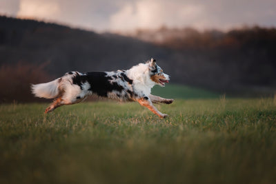 The Role of Protein in Your Pet’s Diet: Building Blocks of Health and Vitality