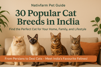 30 Popular Cat Breeds in India: Best Cats for Every Home and Lifestyle