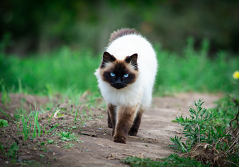 Himalayan Cat Breed in India – Price, Food, Care, and Lifespan Guide (2025)