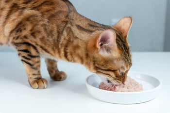 Best Wet Cat Food in India (2025) – Vet Recommended, Budget-Friendly & Honest Comparison