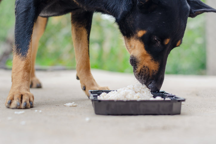 Indian Foods That You Can Safely Feed Your Dog